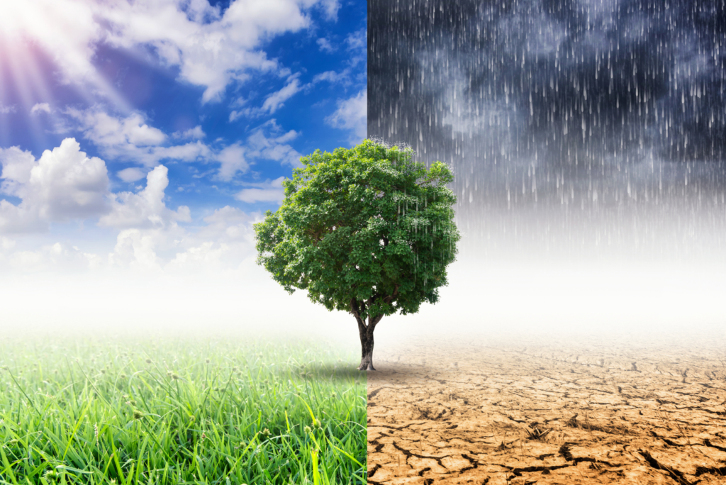 Mass extinction climate cause